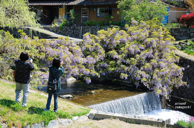 愛の藤橋02.jpg