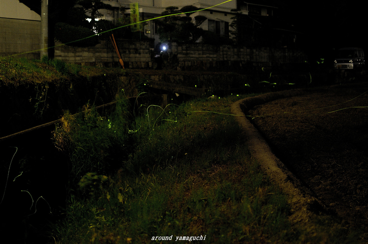 有帆ホタル02.jpg