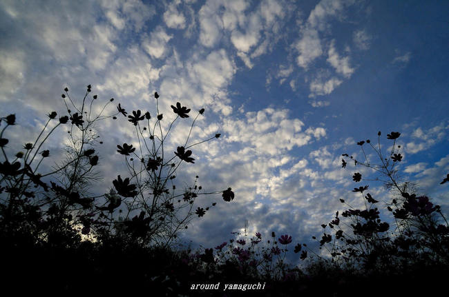有帆川秋桜01.jpg