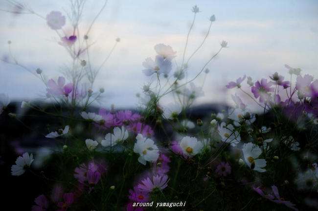 有帆川秋桜06.jpg