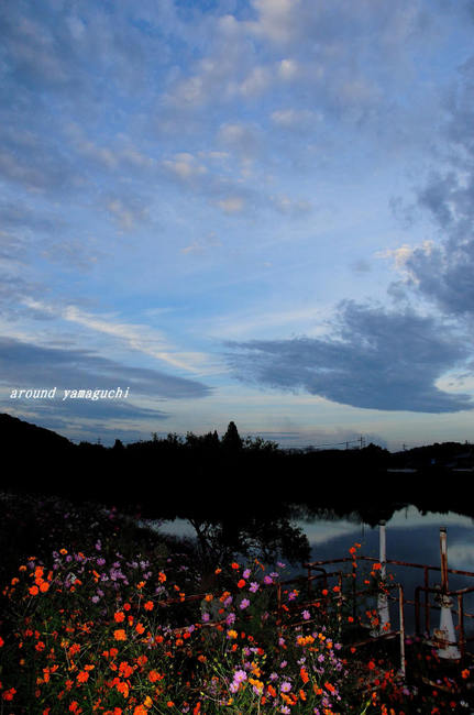 有帆川秋桜09.jpg