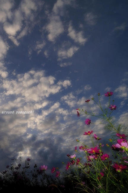 有帆川秋桜11.jpg