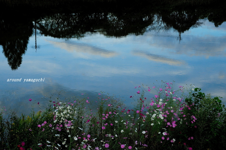有帆川秋桜21.jpg