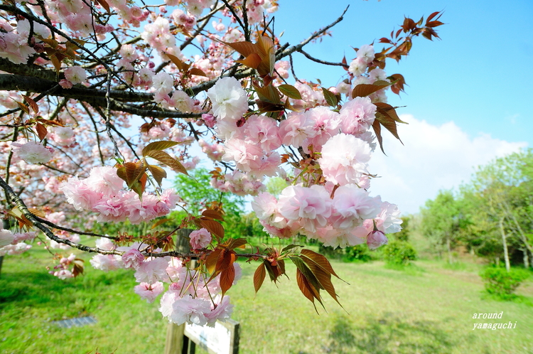 有帆緑地25.jpg