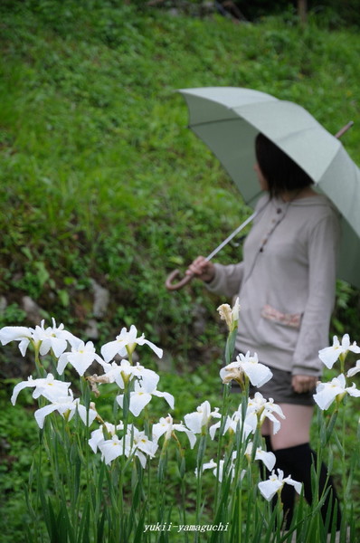 木間しょうぶ08.jpg