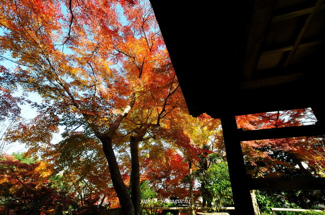 来迎寺02.jpg