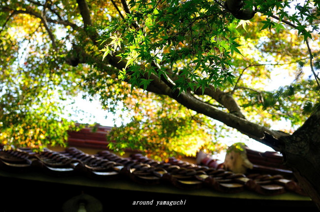 来迎寺03.jpg