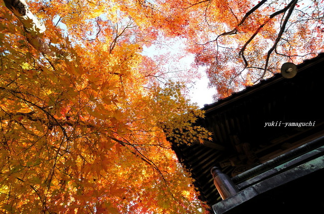 来迎寺04.jpg