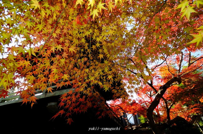 来迎寺06.jpg