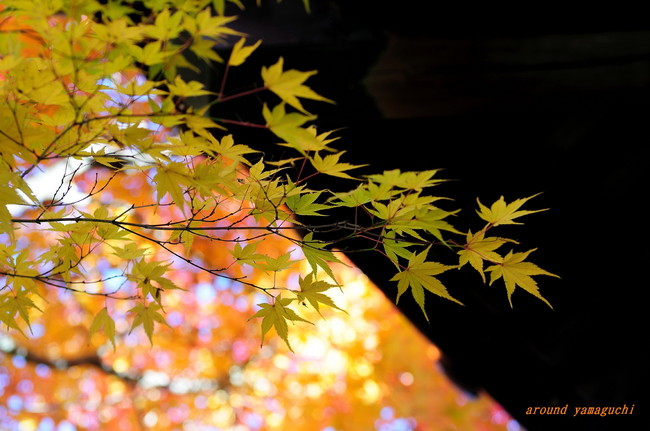 来迎寺08.jpg