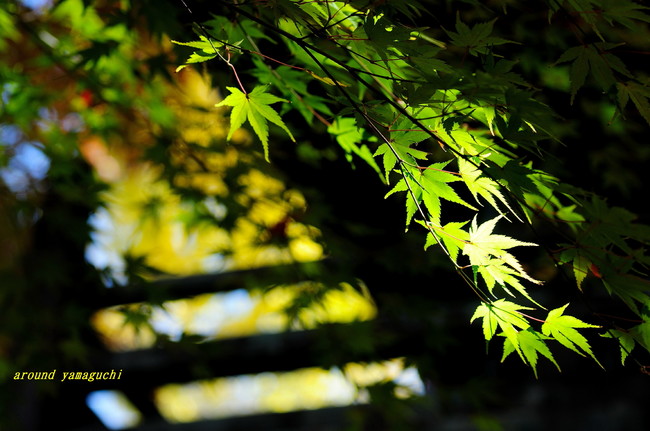 来迎寺11.jpg