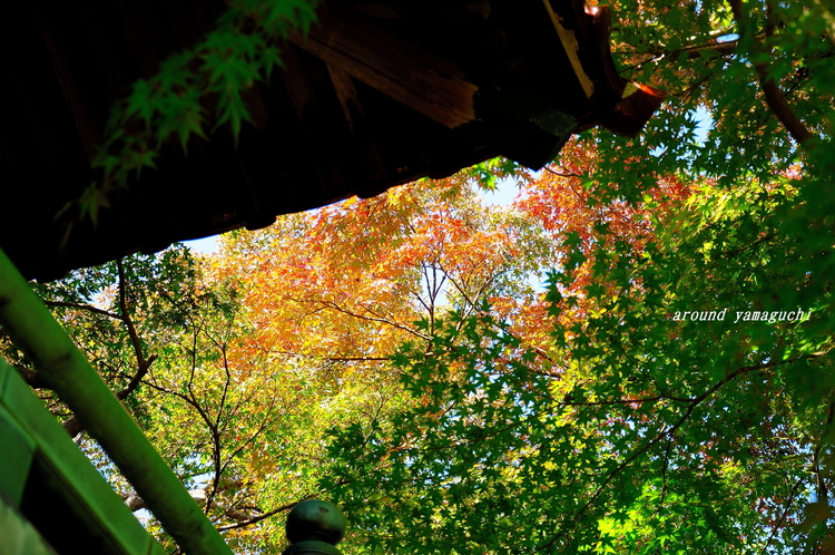 来迎寺110502.jpg