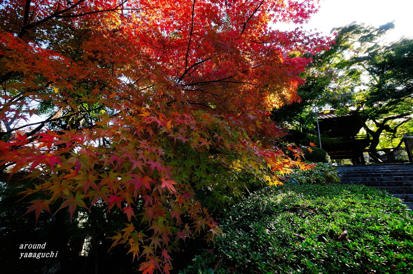 来迎寺110505.jpg
