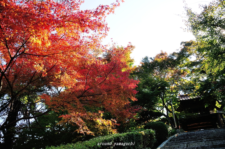 来迎寺110514.jpg