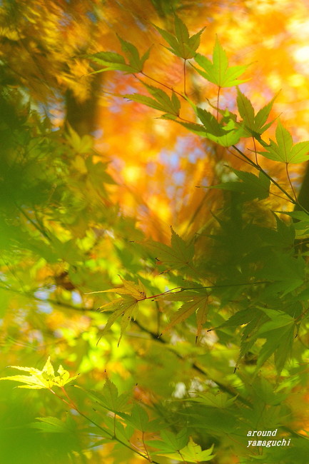 来迎寺13.jpg