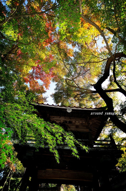 来迎寺14.jpg