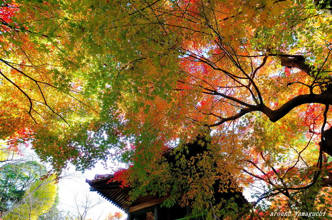 来迎寺16.jpg