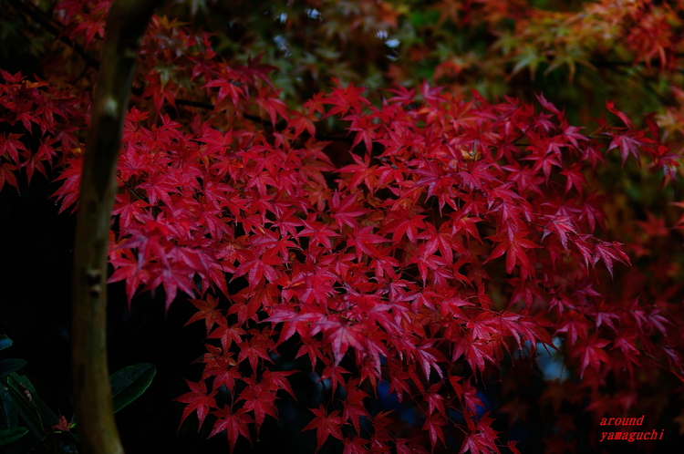 来迎寺2nd09.jpg