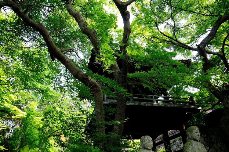 来迎寺新緑01.jpg