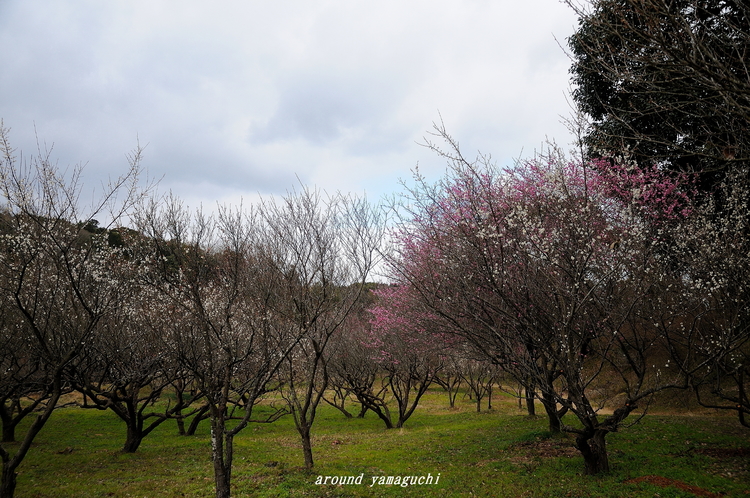 東行庵02.jpg