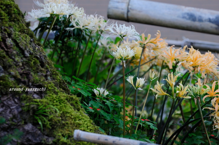 正光寺彼岸花04.jpg