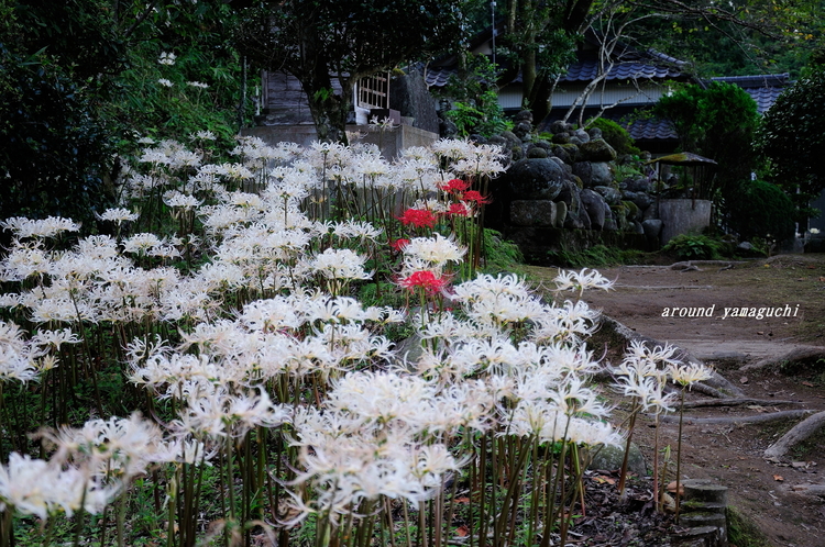 正光寺彼岸花05.jpg