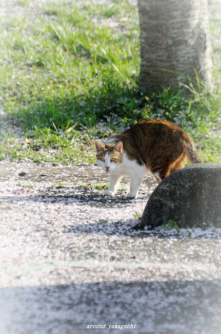江汐公園00.jpg