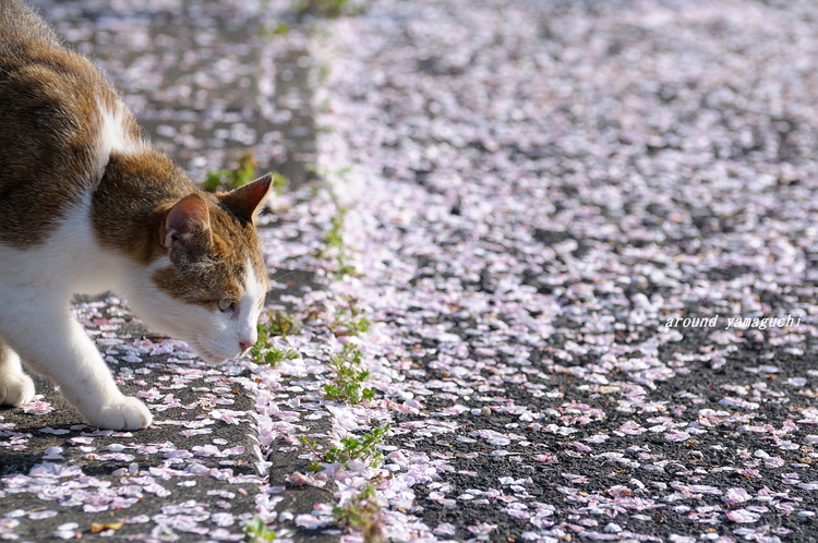 江汐公園01.jpg