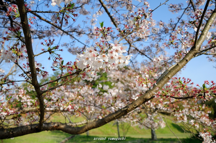 江汐公園02.jpg