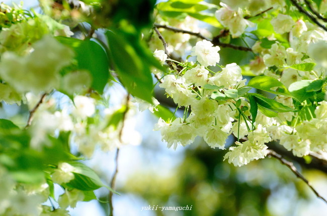 江汐公園12.jpg