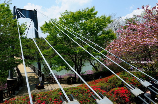 江汐大島ツツジ01.jpg