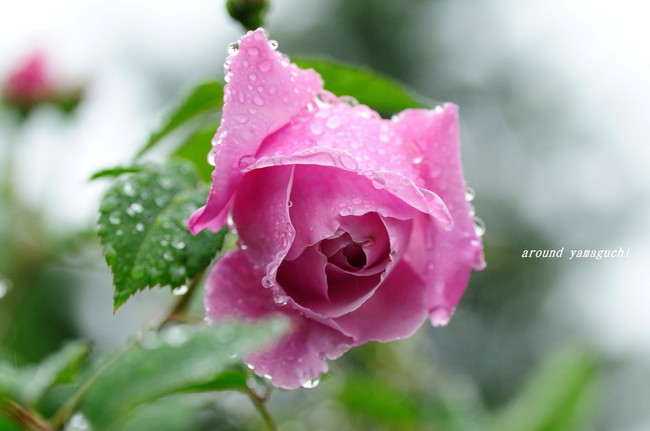 江汐薔薇06.jpg