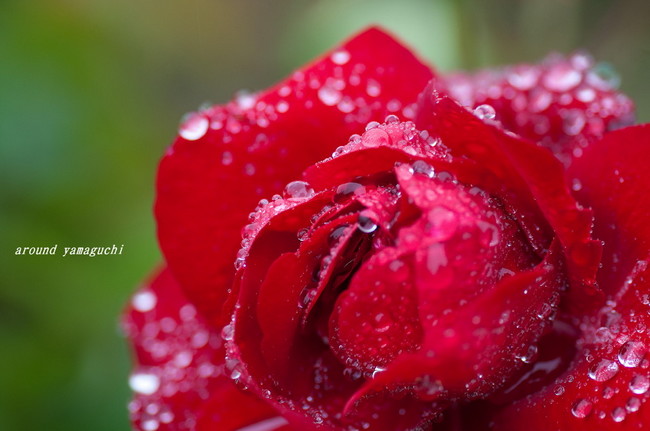 江汐薔薇08.jpg