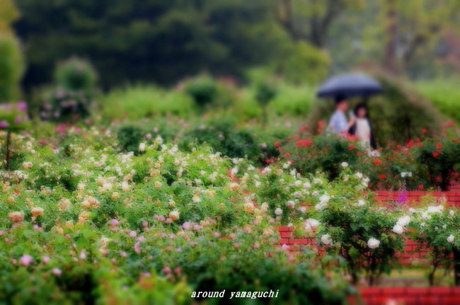 江汐薔薇10.jpg
