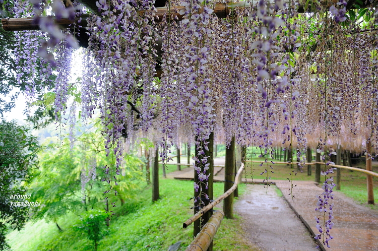 河内藤園04.jpg