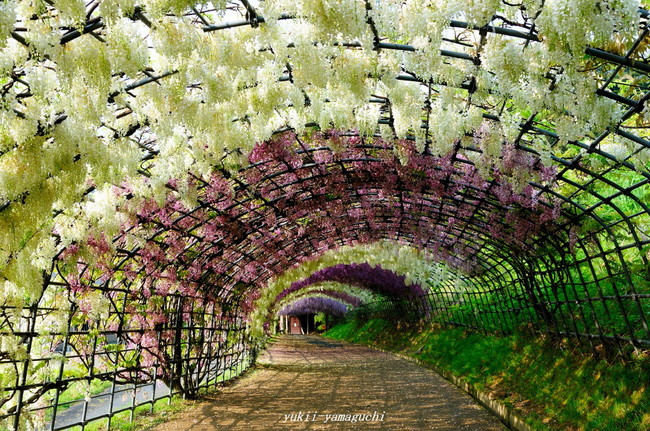 河内藤園04.jpg