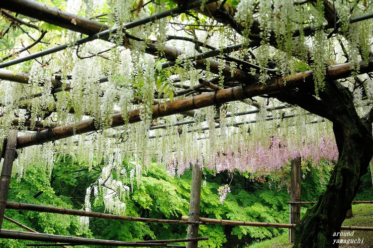 河内藤園06.jpg