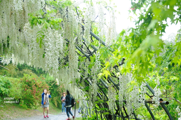 河内藤園08.jpg