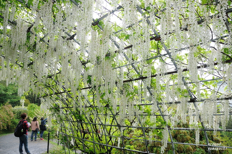 河内藤園09.jpg