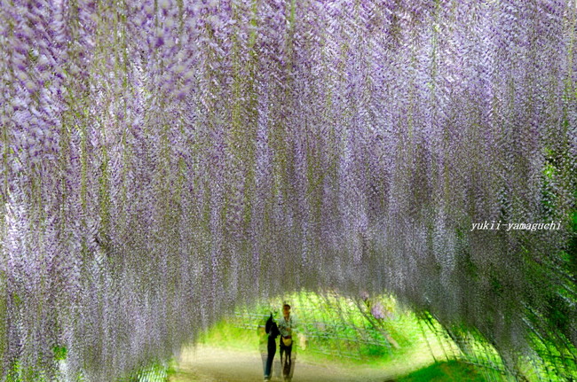河内藤園14.jpg