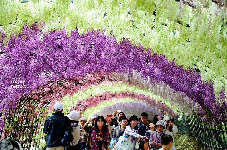 河内藤園2015 03.jpg