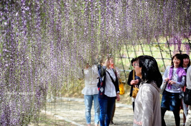 河内藤園2015 04.jpg