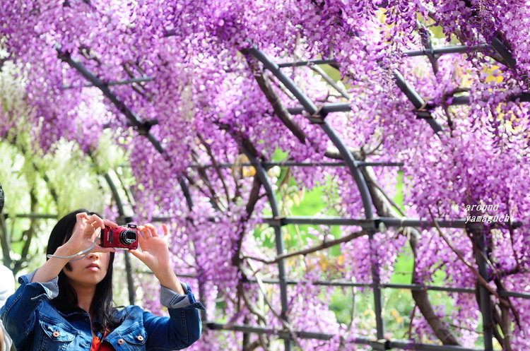 河内藤園2015 06.jpg