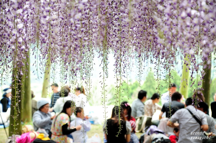河内藤園23.jpg