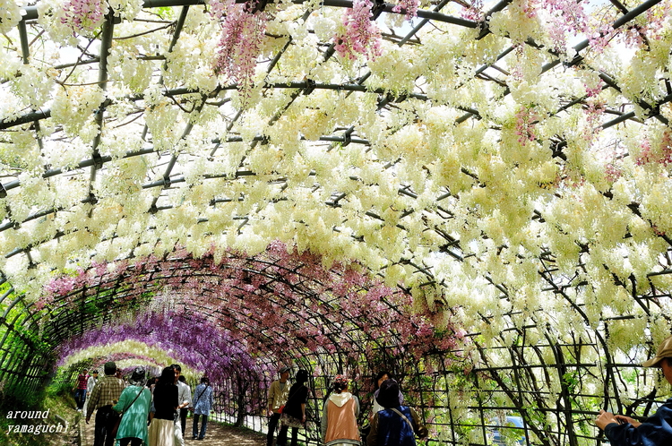 河内藤園24.jpg