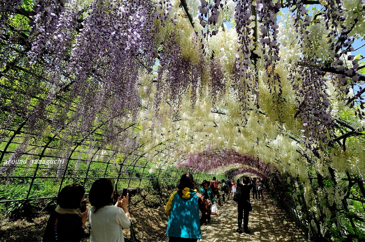 河内藤園26.jpg