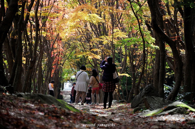 河内藤園紅葉03.jpg