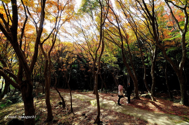河内藤園紅葉09.jpg