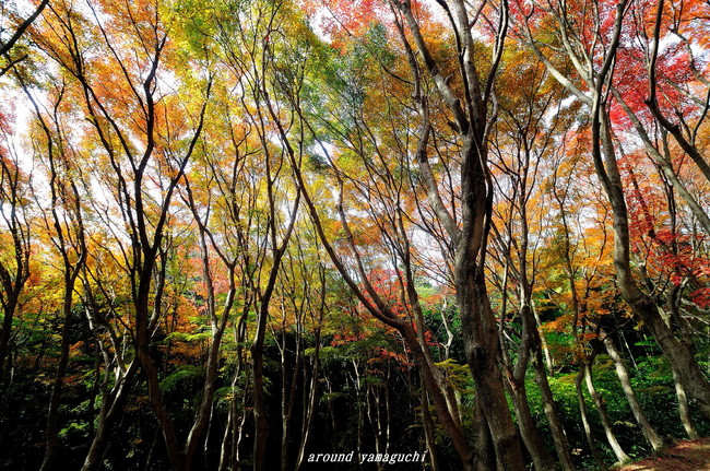河内藤園紅葉10.jpg