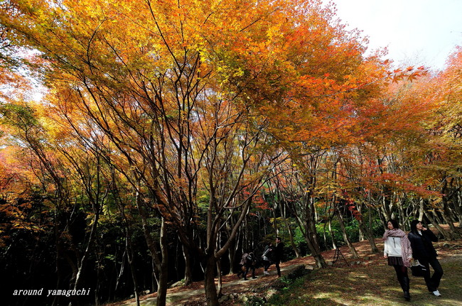 河内藤園紅葉11.jpg